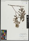 Foto von Salix alba L.